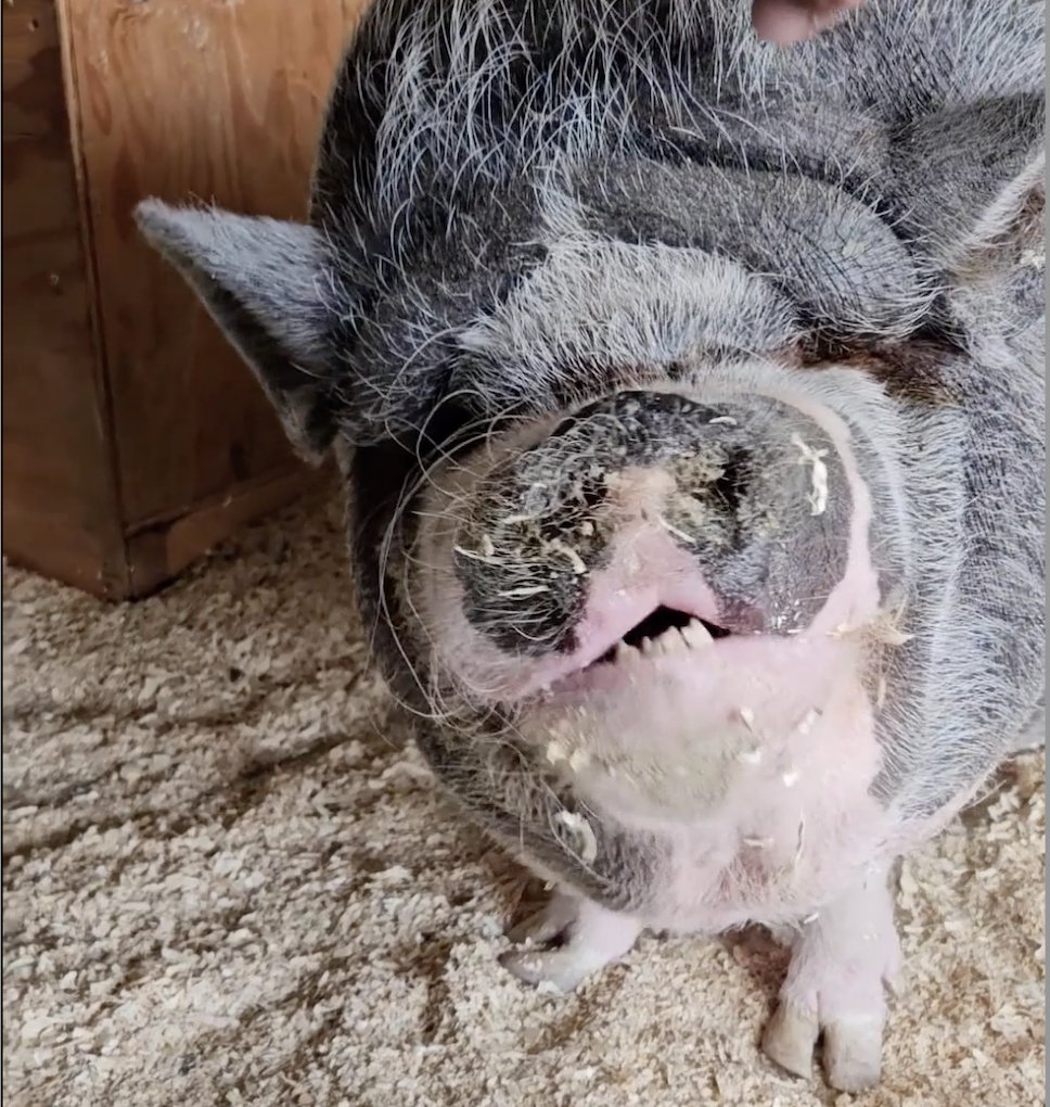 Who wants to see the first ever video of <a href="/NikePig_ADA/">NikePig</a>?
Get me 100 likes, 25 retweets and some comments, and we will ship it!