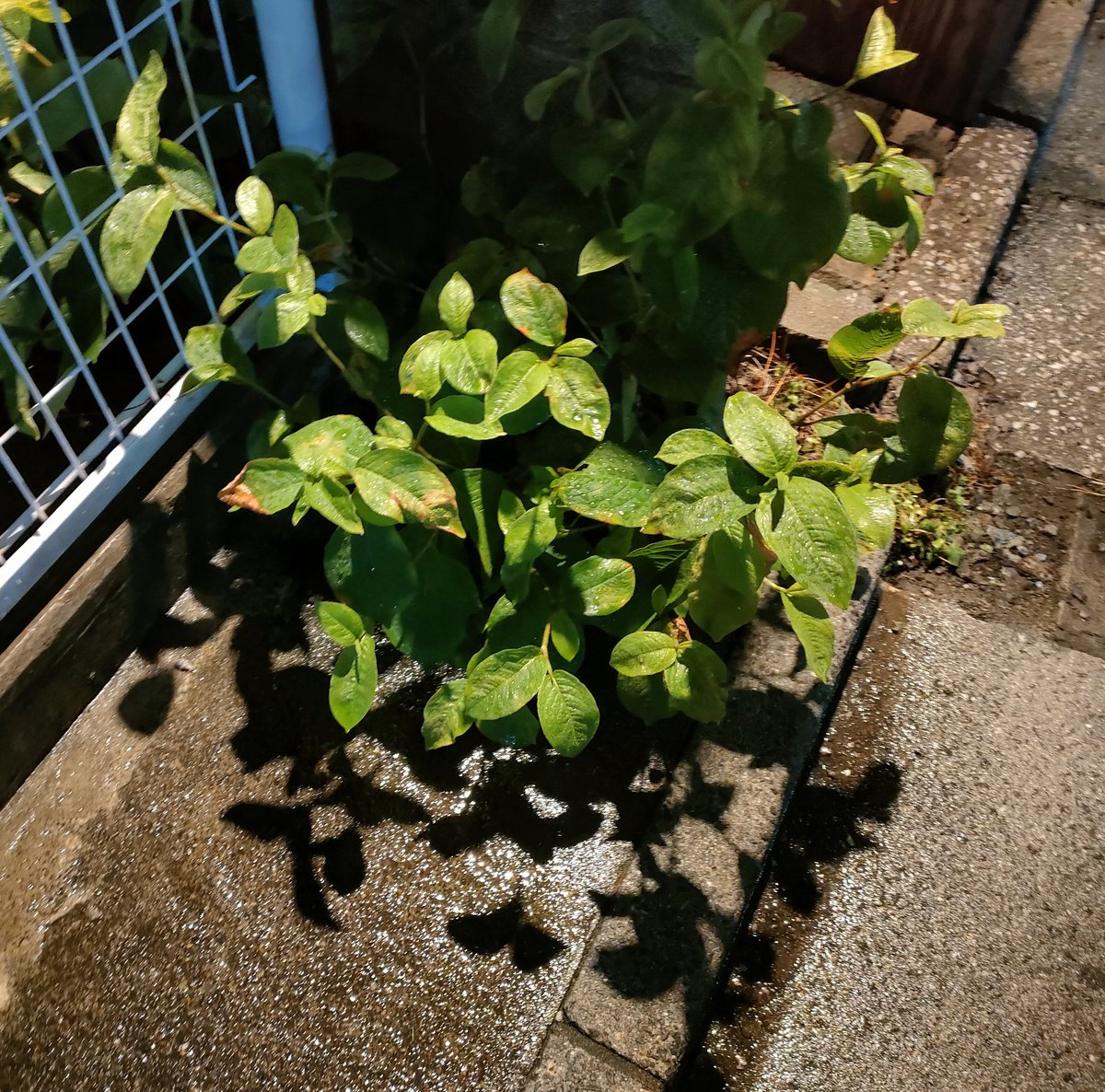 無加工で盛れすぎだろ君