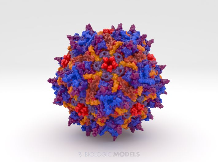 BiologicModels's tweet image. This is a #3DPrint of Adeno-associated Virus (AAV-2) 1LP3, a vector delivery system for human gene therapy. It is being used to treat diseases including hemophilia, cancer, and cystic fibrosis. buff.ly/cKPQOsv