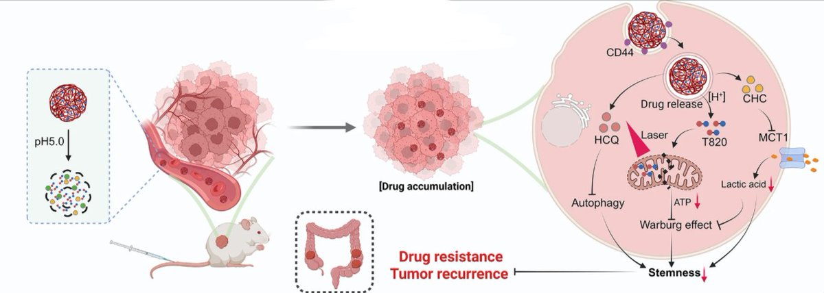 Cancer Stem Cell News (@cancerscnews) on Twitter photo 🧪 Researchers developed a targeted polymer prodrug nanoplatform capable of synergistically inhibiting cancer cell stemness by modulating intracellular metabolism and inhibiting protective autophagy.
👉 <a href="/JNanobiotech/">Journal of Nanobiotechnology</a> | bit.ly/40X4hcN 🧪 Researchers developed a targeted polymer prodrug nanoplatform capable of synergistically inhibiting cancer cell stemness by modulating intracellular metabolism and inhibiting protective autophagy.
👉 <a href="/JNanobiotech/">Journal of Nanobiotechnology</a> | bit.ly/40X4hcN