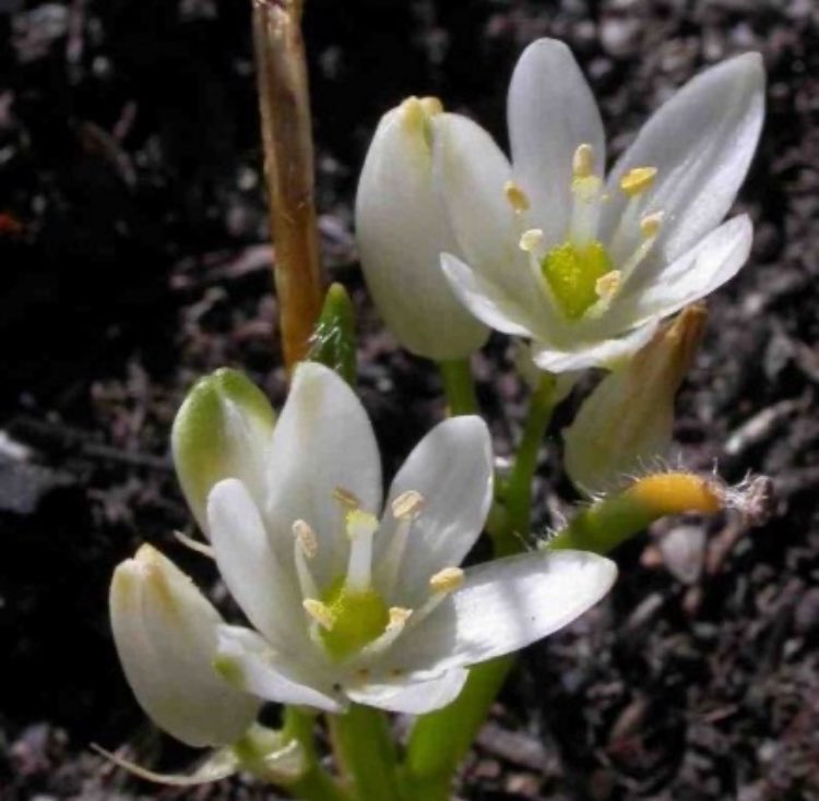 MGSflowershop's tweet photo. special flower delivery ⚘

for @Dennisman0123 from anon 🤫 
❀: Ornithogalum Adseptentrionesvergentulum
✉️: humanoid labubu https://t.co/a0J7a5oUWZ