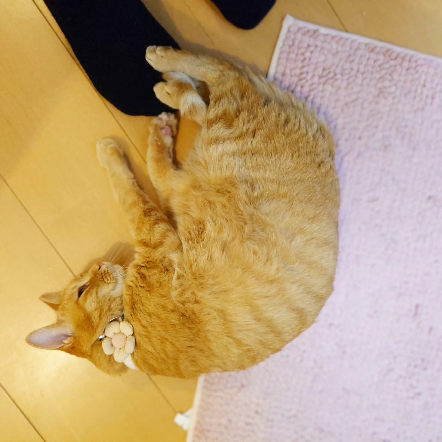 ネコ好きかよちゃんページ ネコ好きかよちゃん様専用ページ