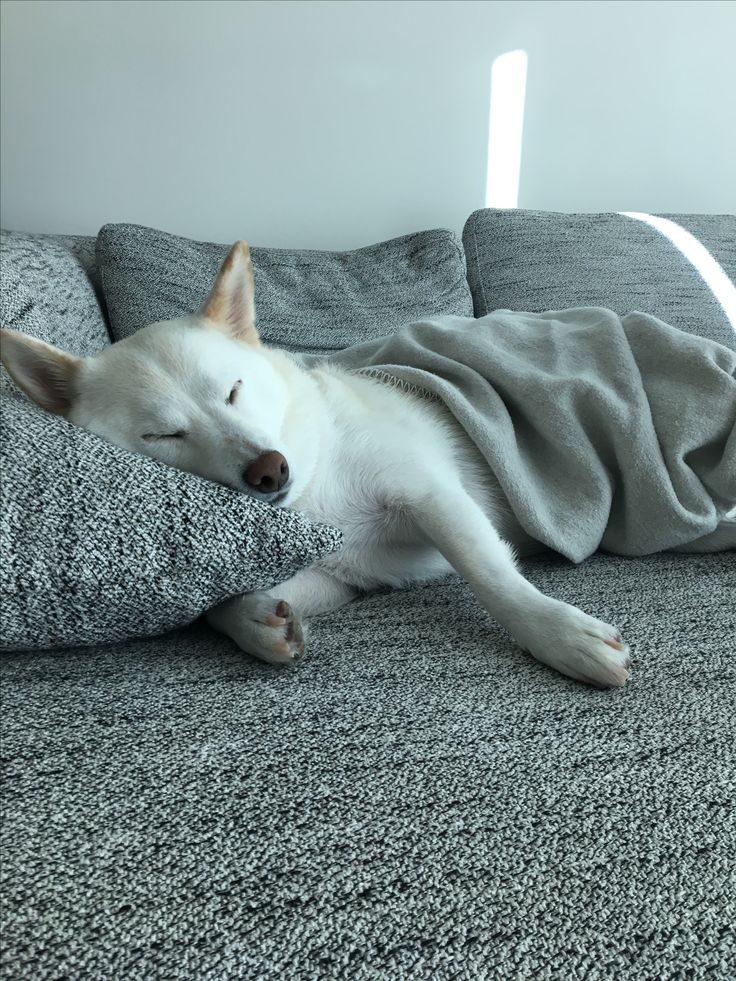 skjk92's tweet photo. Life Update: June
The boys are back! 💜
Wife and I just celebrated our 4th wedding anniversary 💕
And our daughter turned 3! 
Our doggie is still a sleepy boy ~ https://t.co/QD6IQBtdJg
