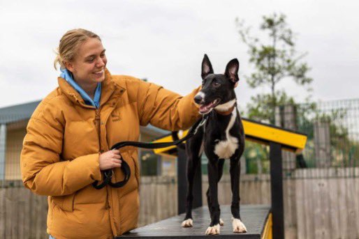 DT_VIPsuppawt's tweet image. Come on #englandlionesses - into extra time!!  ⚽️ We loved working with @bmeado9 and her dog Myle last year…and here is @_esmemorgan visiting our rehoming centre @DT_MANCHESTER back in ‘23 ⬇️🐶💛