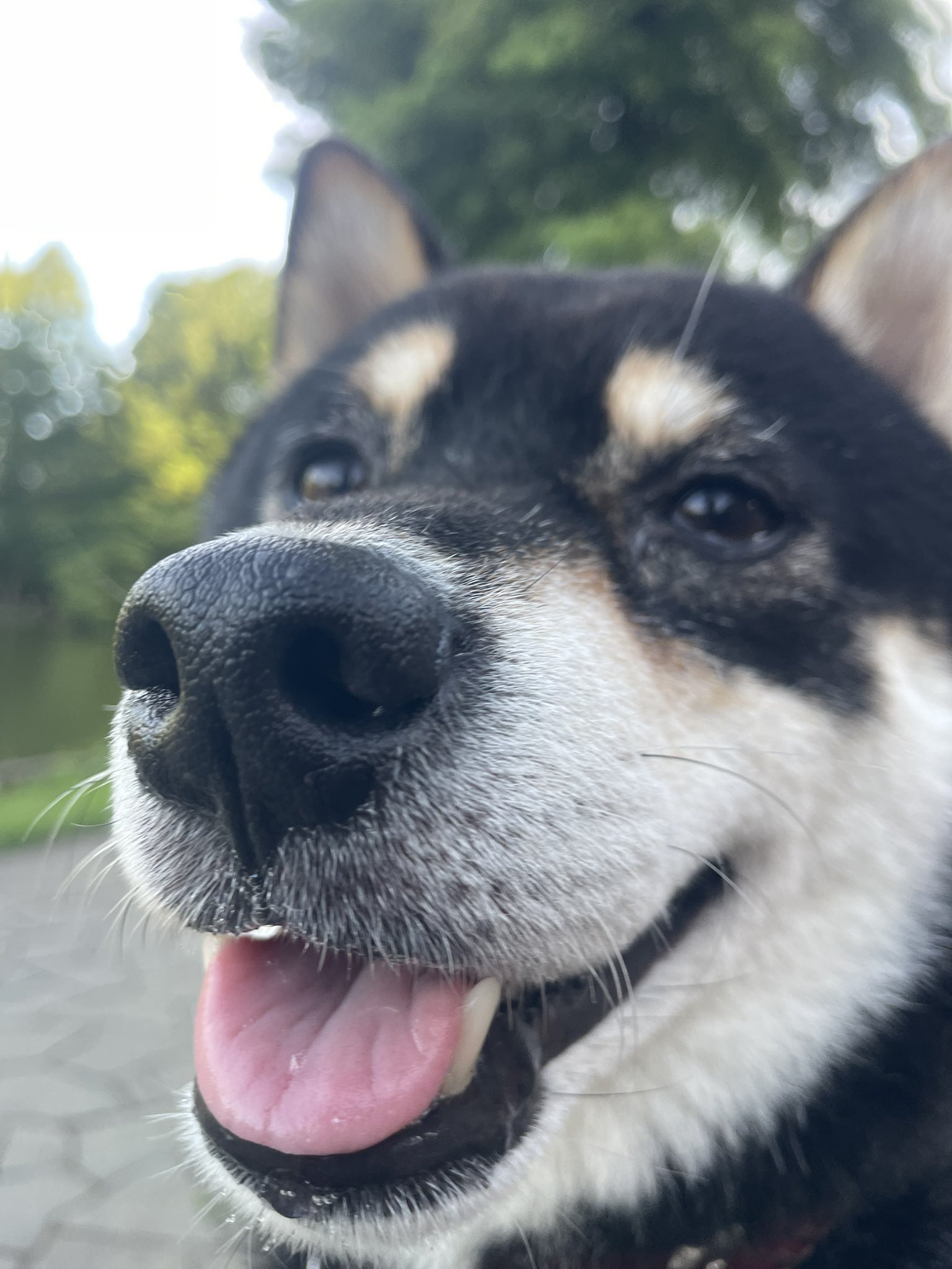 shiba_dogs様オーダー SHIBA サコッシュ／カスタムオーダー – 柴犬ライフ ストア
