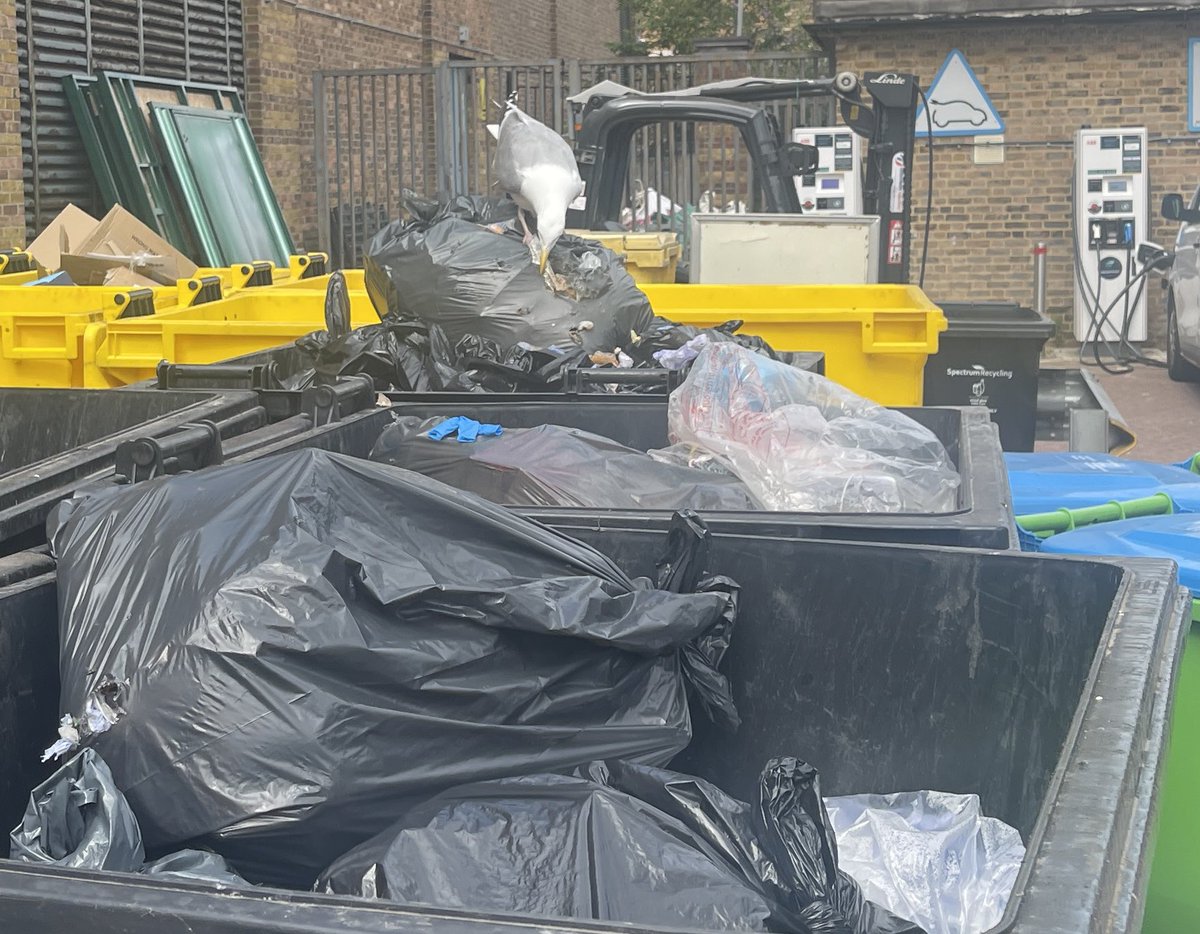 ReginaldBeer's tweet image. A #seagull  is enjoying breakfast at #CannonWorkshops as I take the rubbish from the #Frontispiece unit. It brazenly continued to search for food before flying off with a lone chip!  #canarywharf #birds #gulls