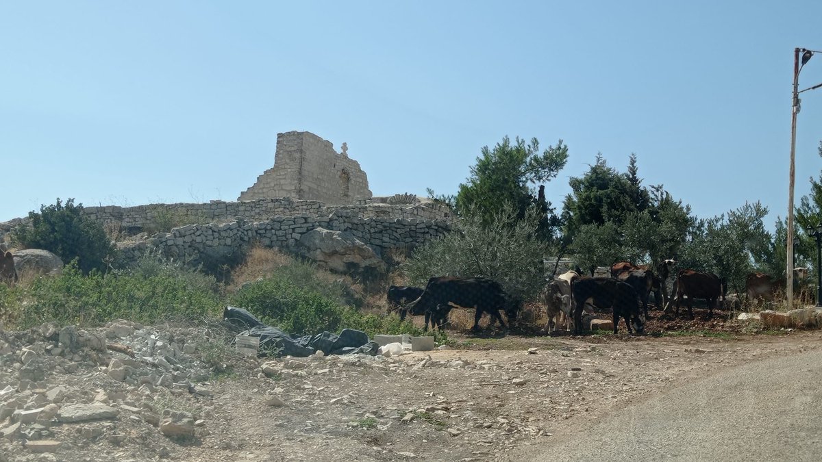 🚨Israeli settlers once again attacked the Christian village of Taybeh, in the West Bank. Today, they returned and herded their livestock into the churchyard of St. George’s Church and onto private land belonging to a Christian family.