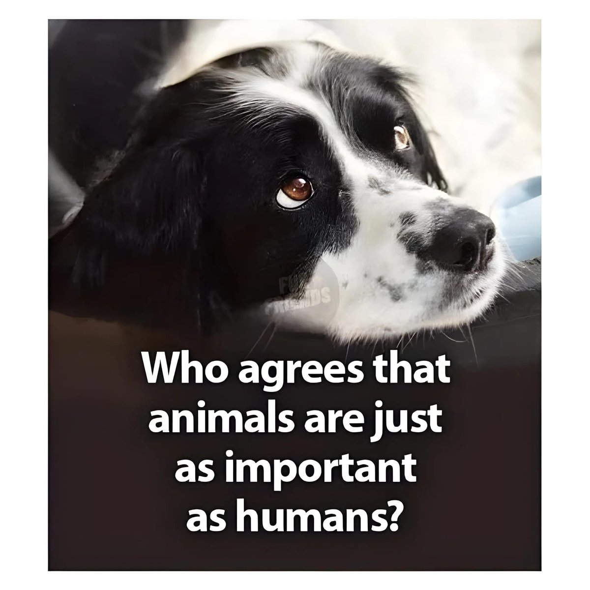 Dog Lovers tweet media