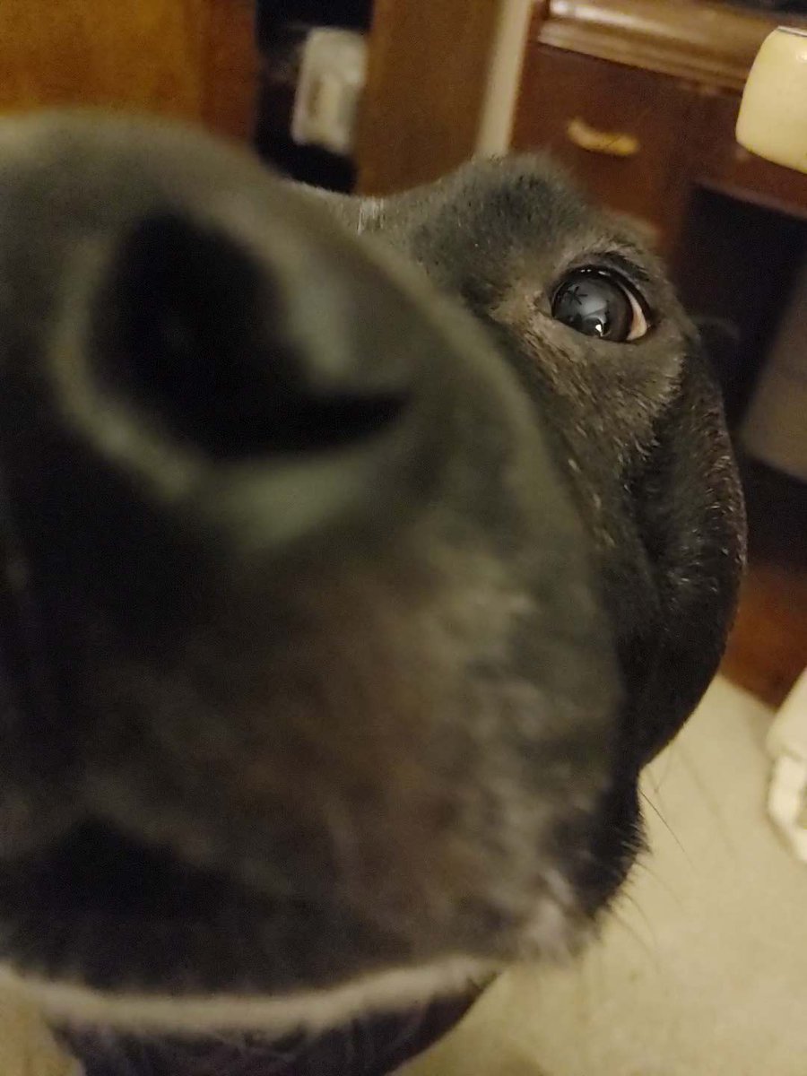 MHenry6120's tweet image. My surgery is next week on the 23rd so if I don't post much next week I'm sorry! Here is my snoot for boops tho! Mama's very anxious- and it's on her bday!- so cross some paws plz!