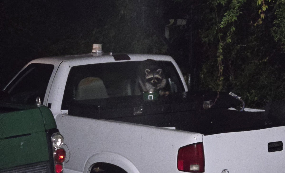 QueenOfRespawn's tweet image. "You've been hit by, you been struck by, a smooth criminal.."🎶
(Fren shaped thief at 0300 stealing the outdoor cats food bowl.) 🦝