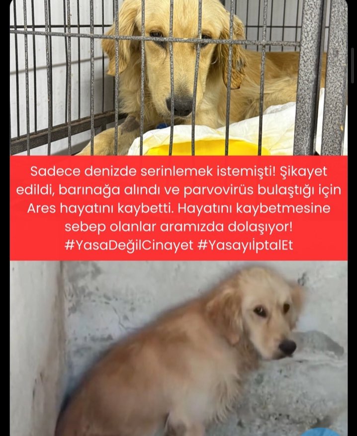 Bu köpeklerin derdi beni öldürecek , nedir bu insan kılıklı mahlukatlardan çektikleri of..😭 helak etsin sebep olanları Allah ya.. 😭 #ares 🤍 

#AymYasayıİptalEt #YasayıİptalEt 
#YasaDeğilCinayet 
#SokakHayvanlarıSahipsizDeğil