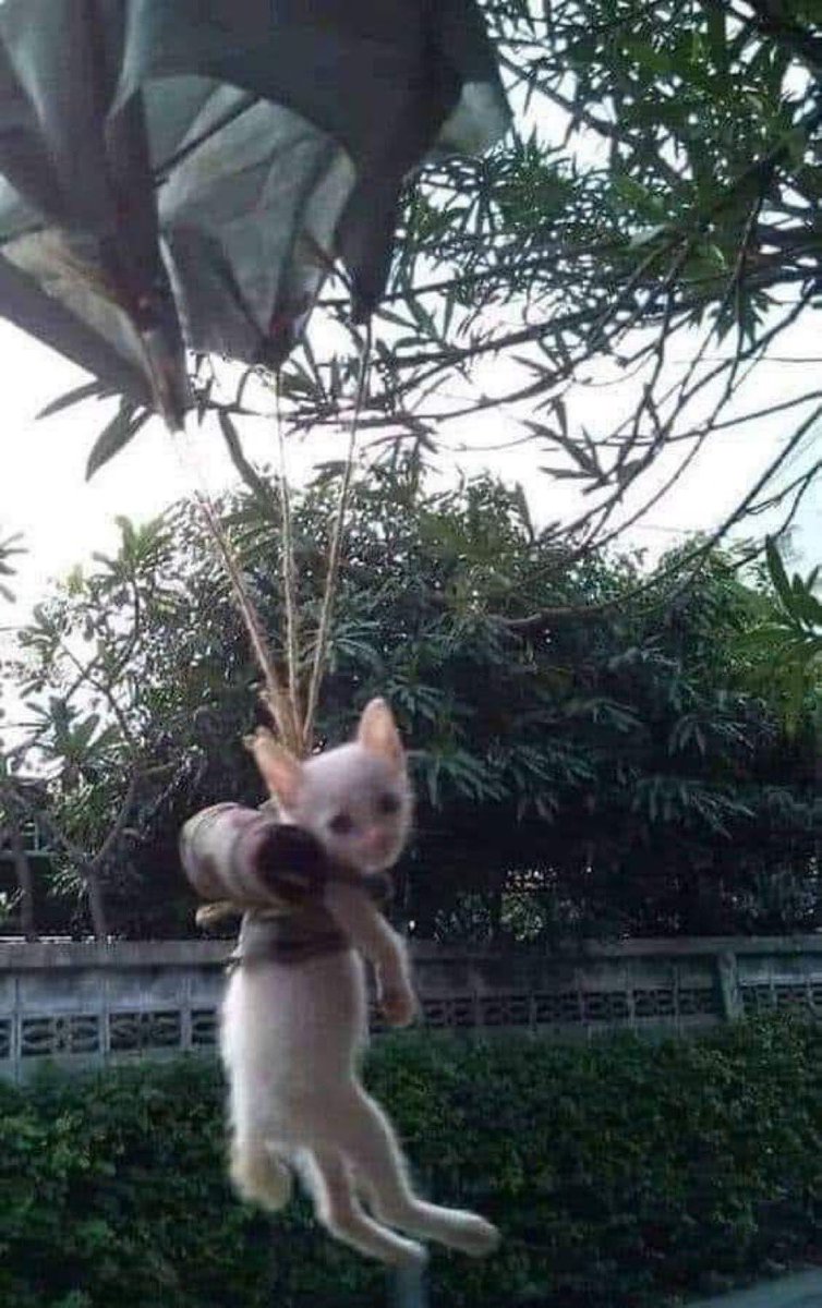 felinerespecter's tweet image. Got kicked from luxchat again for being White but that’s okay I’m not going to stop