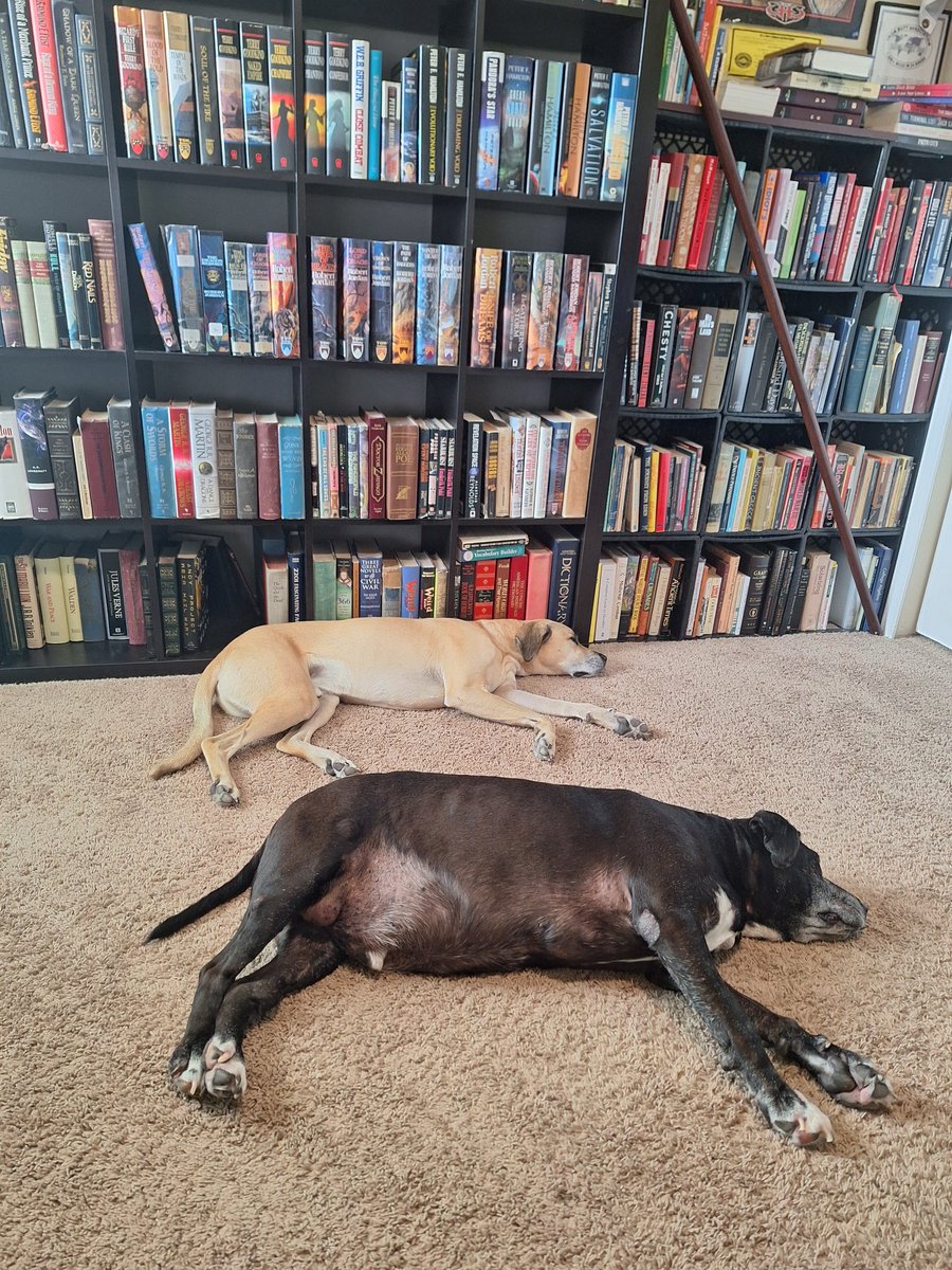 Dog stack