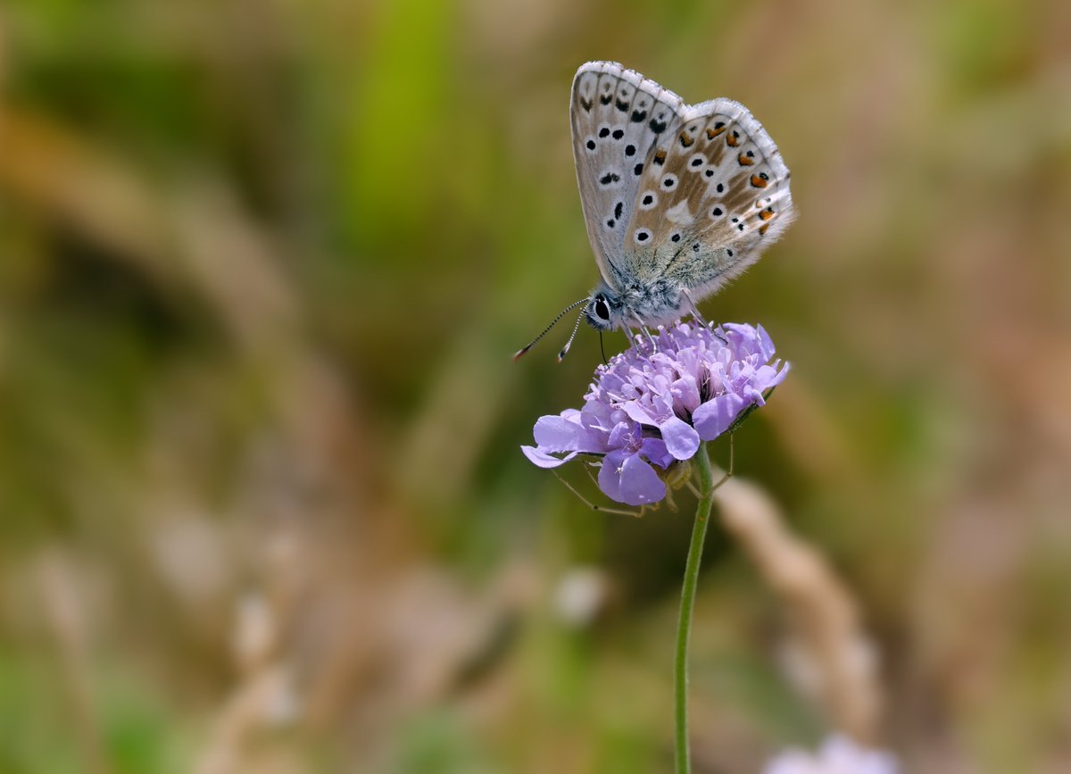 mawoodley's tweet photo. Beauty and Danger!
Chalkhill blue.
Another 'What you notice in the frame when you get home'  Sharing a flower with someone who wants to eat you!
@savebutterflies @ukbutterflies @GlosWildlife @BC_Glos @BritishSpiders https://t.co/ynu5HzZKsz