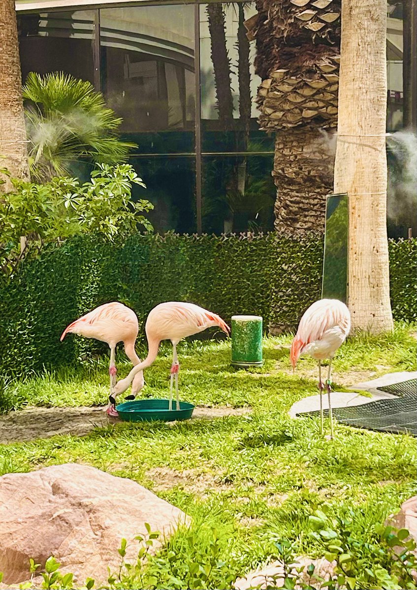 Jane_Arthur_'s tweet image. Viva Las Vegas 🦩🦩🦩 a cooler 35degrees today ☀️#Flamingo #CaesarsPalace #Venetian 🏛️🏛️🏛️
