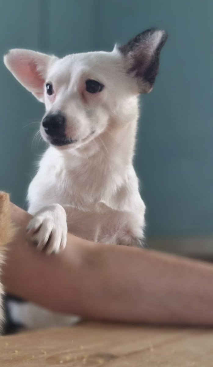 GalwaySPCA's tweet image. She is not the most bravest of souls in new situations so we feel Palm would benefit greatly from another similar sized gentle, playful dog.
There is such an amazing character buried inside Palm just waiting to blossom.
gspca.ie/pages/pet/palm