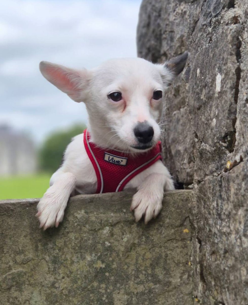 GalwaySPCA's tweet image. She is not the most bravest of souls in new situations so we feel Palm would benefit greatly from another similar sized gentle, playful dog.
There is such an amazing character buried inside Palm just waiting to blossom.
gspca.ie/pages/pet/palm