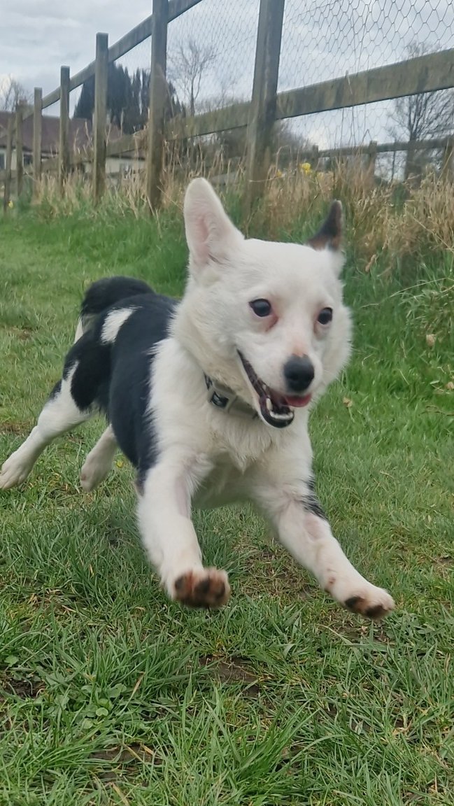 GalwaySPCA's tweet image. She is not the most bravest of souls in new situations so we feel Palm would benefit greatly from another similar sized gentle, playful dog.
There is such an amazing character buried inside Palm just waiting to blossom.
gspca.ie/pages/pet/palm