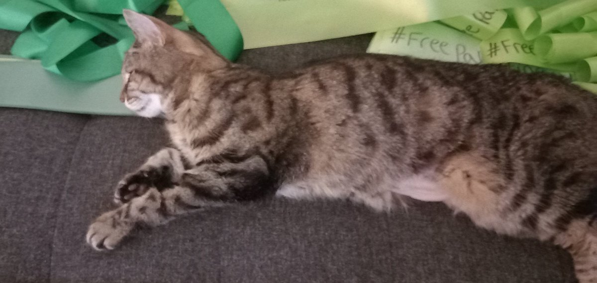 Emhturt's tweet image. Sadly Evie's not going to make it through the chemo, her kidneys have failed 💔 what a wonderful rescue cat she has been 😥