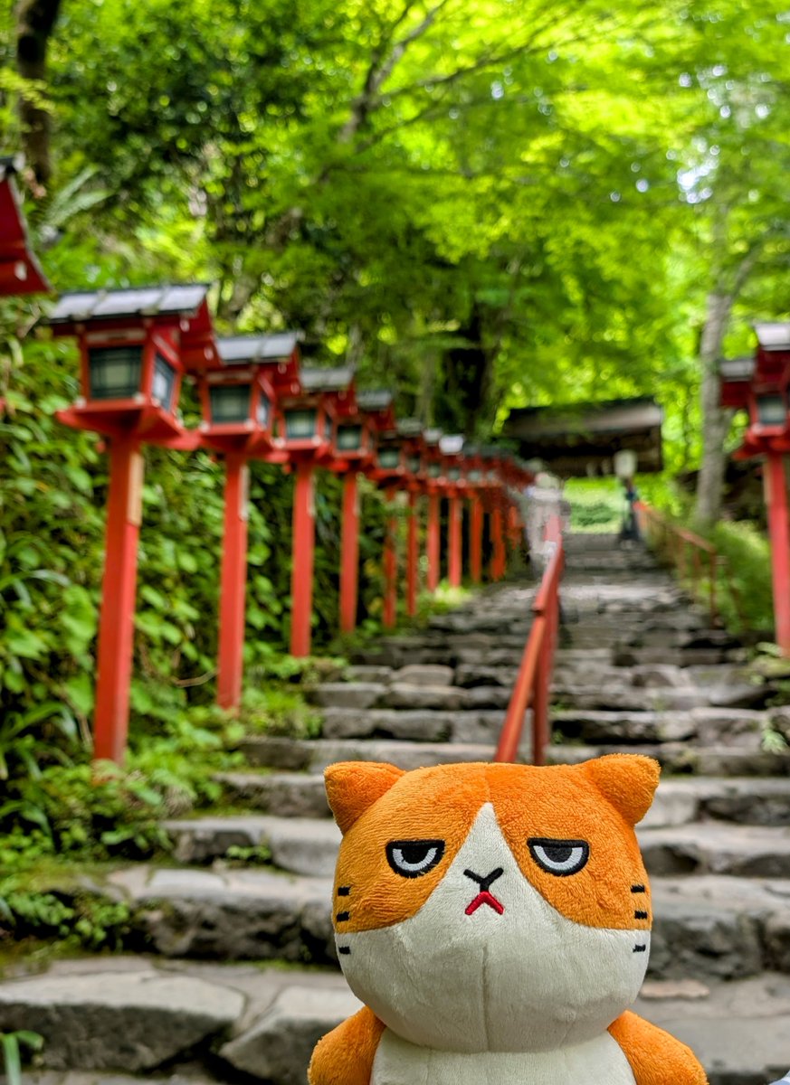 ymobileOfficial's tweet image. ふてニャンの電波旅行記🐱
今日は京都の山あいに佇む貴船神社へ⛩️✨
苔むす石畳と灯籠が並ぶ参道は、まるで異世界のよう。
行ったことある方、どの季節がおすすめですか?リプライで教えてください🎐
ここでもワイモバイルの通信はしっかり快適です📶
#もっともっとつながるワイモバイルへ…