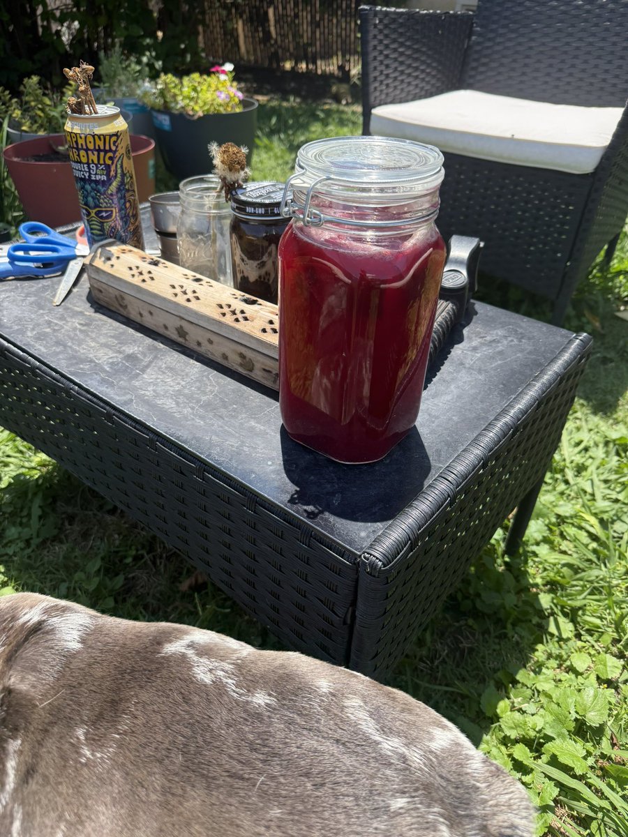 DaddyPilot213's tweet image. Sun Tea & Sparrows
I've been brewing honey lemon blueberry hibiscus sun tea warm light in a jar.
The pulp, too precious to toss, went to the compost.
Then came the flies.
Then maggots — thousands — writhing with purpose.
I didn't panic. I observed.
Then the birds came.…