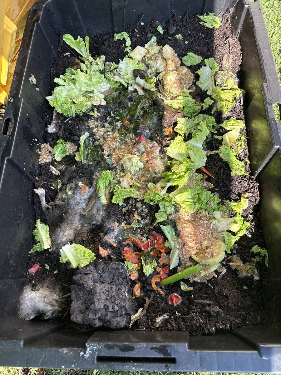 DaddyPilot213's tweet image. Sun Tea & Sparrows
I've been brewing honey lemon blueberry hibiscus sun tea warm light in a jar.
The pulp, too precious to toss, went to the compost.
Then came the flies.
Then maggots — thousands — writhing with purpose.
I didn't panic. I observed.
Then the birds came.…