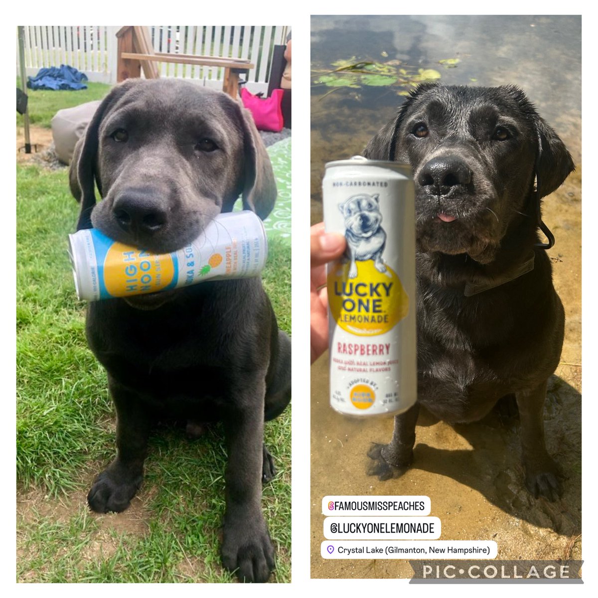 Same Dog…Same Tricks <a href="/stoolpresidente/">Dave Portnoy</a> <a href="/highnoonsunsips/">High Noon</a> @luckyonelemonade #OneSip