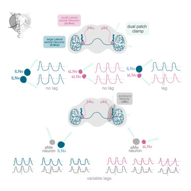 Nara Muraro (@muraronara) on Twitter photo Are #Drosophila accessory medulla neurons oscillating coherently? Out today <a href="/iScience_CP/">iScience journal</a> “Neuronal Synchronization in Drosophila”, featuring DUAL patch clamp recordings from the great <a href="/lforencia/">Florencia Fernández Chiappe</a> and impeccable theory by oscillation experts Marcos Wappner & Luis Morelli, RT🙏 1/7 Are #Drosophila accessory medulla neurons oscillating coherently? Out today <a href="/iScience_CP/">iScience journal</a> “Neuronal Synchronization in Drosophila”, featuring DUAL patch clamp recordings from the great <a href="/lforencia/">Florencia Fernández Chiappe</a> and impeccable theory by oscillation experts Marcos Wappner & Luis Morelli, RT🙏 1/7
