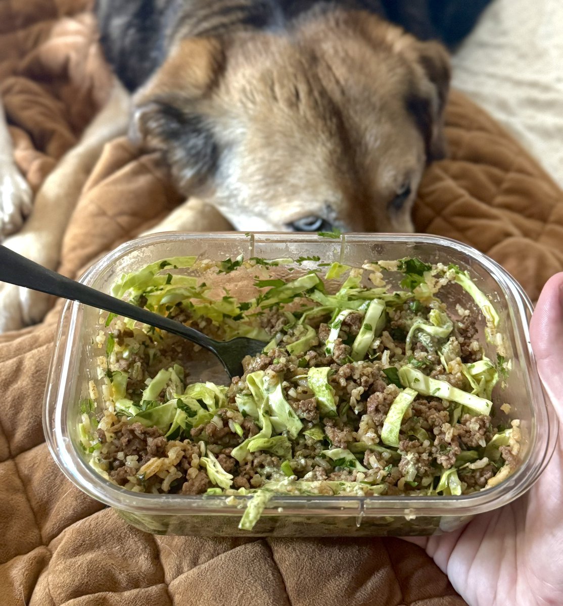 Perfect Pre-Workout Meal🏋

Prime sirloin ground beef
Cabbage soaked in mirin 
Cilantro
Rice

Back &amp; Triceps after💪