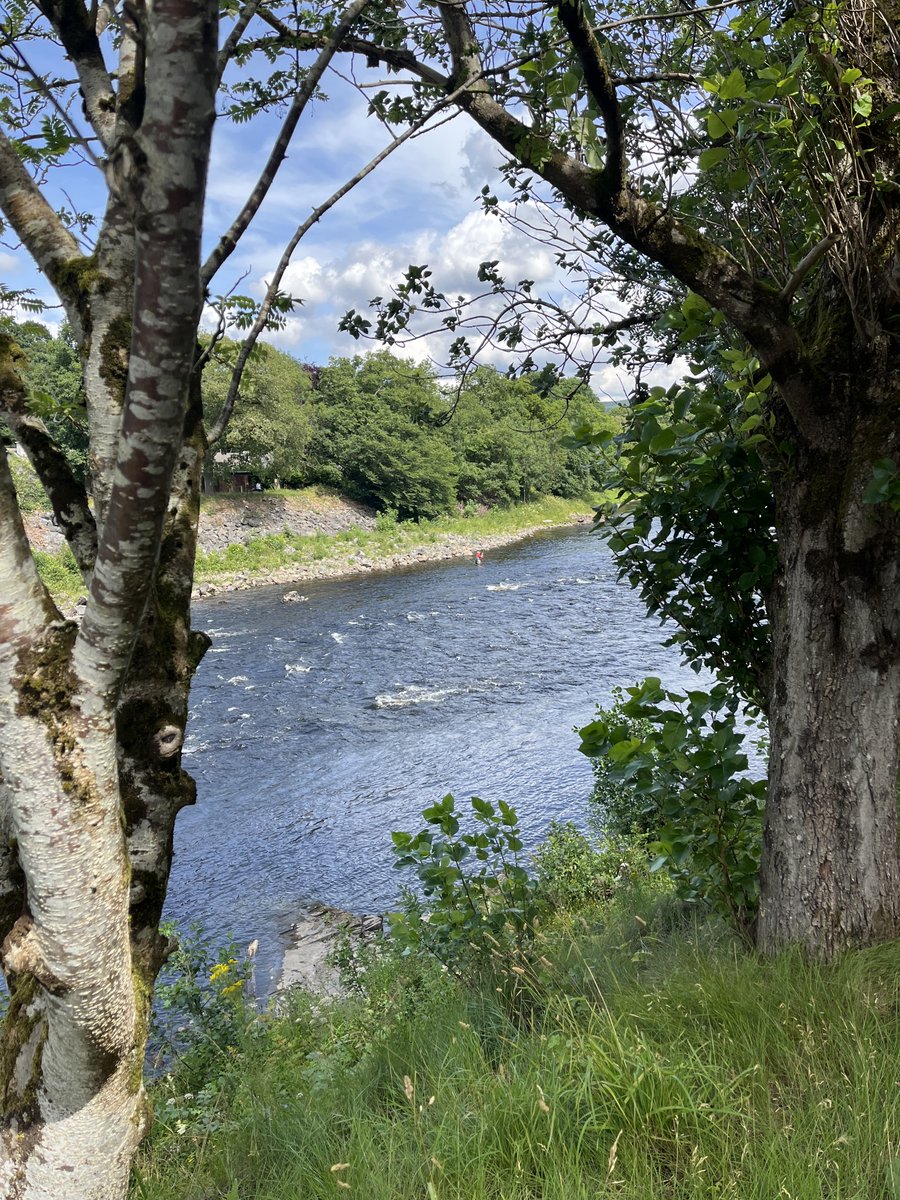 Ladder count 1711
Thursday 17/7/25  14:34 BST
Fish are still pushing through the Club's beat which has been very lightly fished of late.
