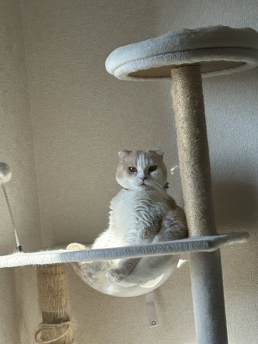 tororo1215x's tweet photo. 背筋ピーン❕

猫卒業しました。 https://t.co/OtAOrz52Lh