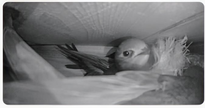 Screaming parties of 11 #Swifts around St. Anne's Church, #Lewes, and Kevin saw an entry to a 22nd nest space there. Nick saw a Swift go under the eaves at The Workshop in De Montfort Road and we saw a baby Blackbird sheltering nearby. Chicks doing well in King Henry's Road!