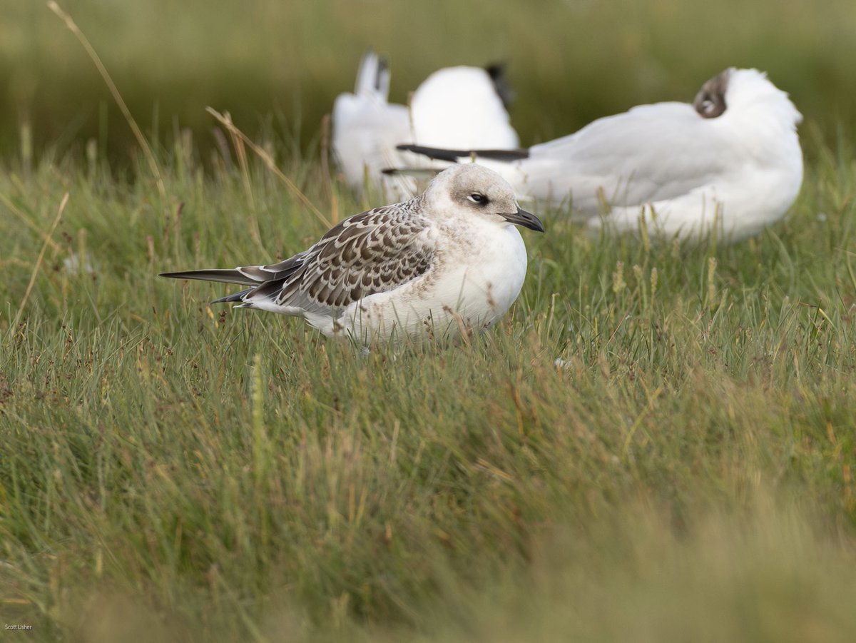 Scott Usher (@sstanpit) on Twitter photo Juvenile Mediterranean Gulls starting to arrive on Stanpit Marsh today four on South Marsh this evening <a href="/DorsetBirdClub/">Dorset Bird Club</a> <a href="/DorsetWildlife/">Dorset Wildlife Trust</a> <a href="/CHOG_birds/">CHOG</a> Juvenile Mediterranean Gulls starting to arrive on Stanpit Marsh today four on South Marsh this evening <a href="/DorsetBirdClub/">Dorset Bird Club</a> <a href="/DorsetWildlife/">Dorset Wildlife Trust</a> <a href="/CHOG_birds/">CHOG</a>