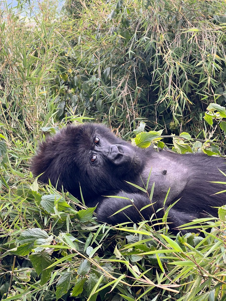 Rothschild Safaris tweet media