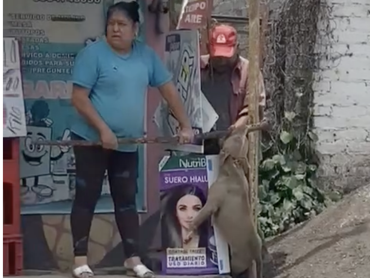 arielTrdgz's tweet image. #INDIGNANTE

Me comparten estas imágenes donde dueños de una #tortillería en #Coatlinchán, #Edomex, por #Tescoco, son captados #ahorcando a un perro y, posteriormente, arrastrando su cadáver.

¡NO LES IMPORTÓ QUE LOS GRABARAN!

“¡A la cárcel!”, le gritan a estos #asesinosdeperros