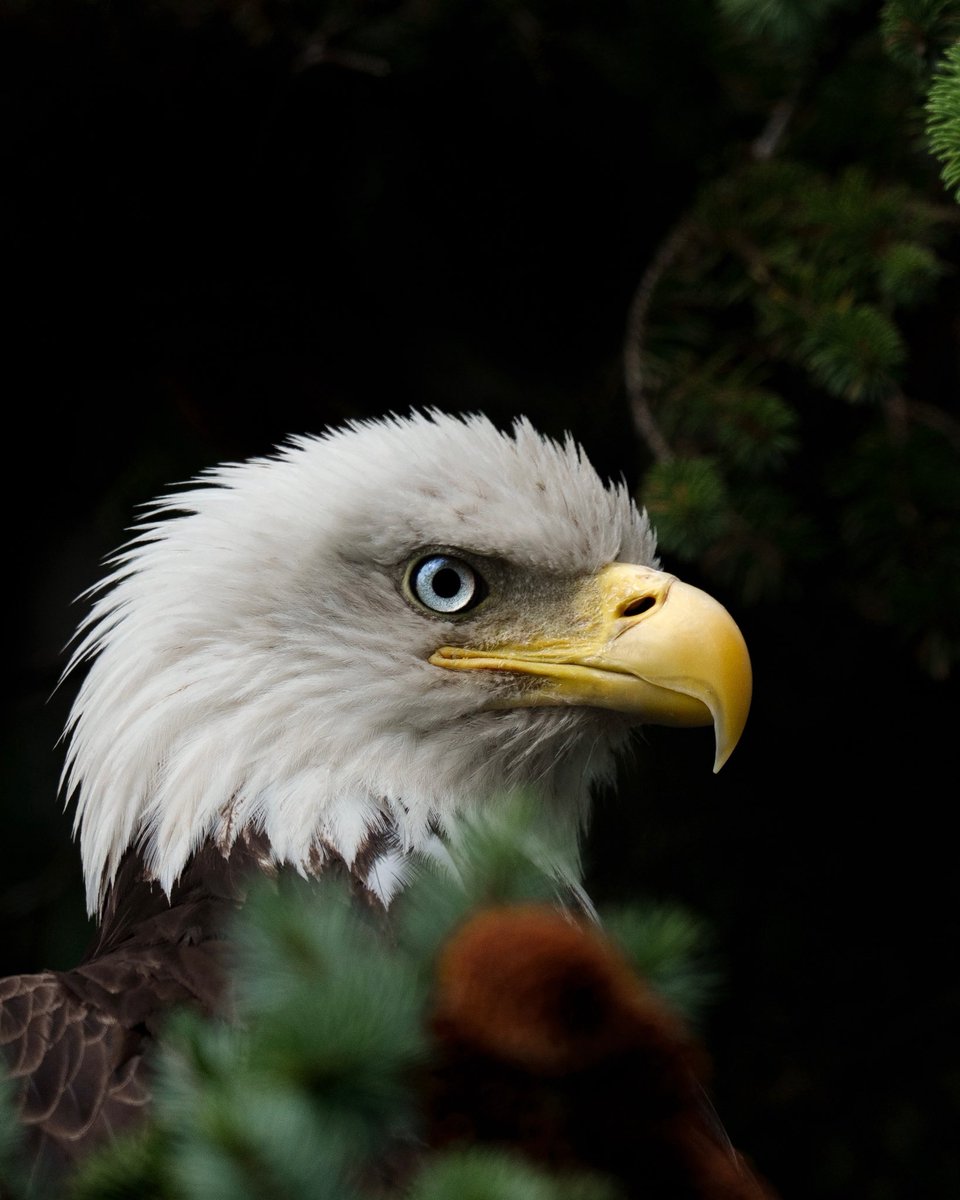 Let’s go back in time a couple of weeks. It was early in the morning. and I was on the hunt for a fresh cup of coffee. A thin cool blanket of fog had settled in overnight and with it, a few dozen eagles.

A huge school of hake had succumb to the tide and were now floating on the