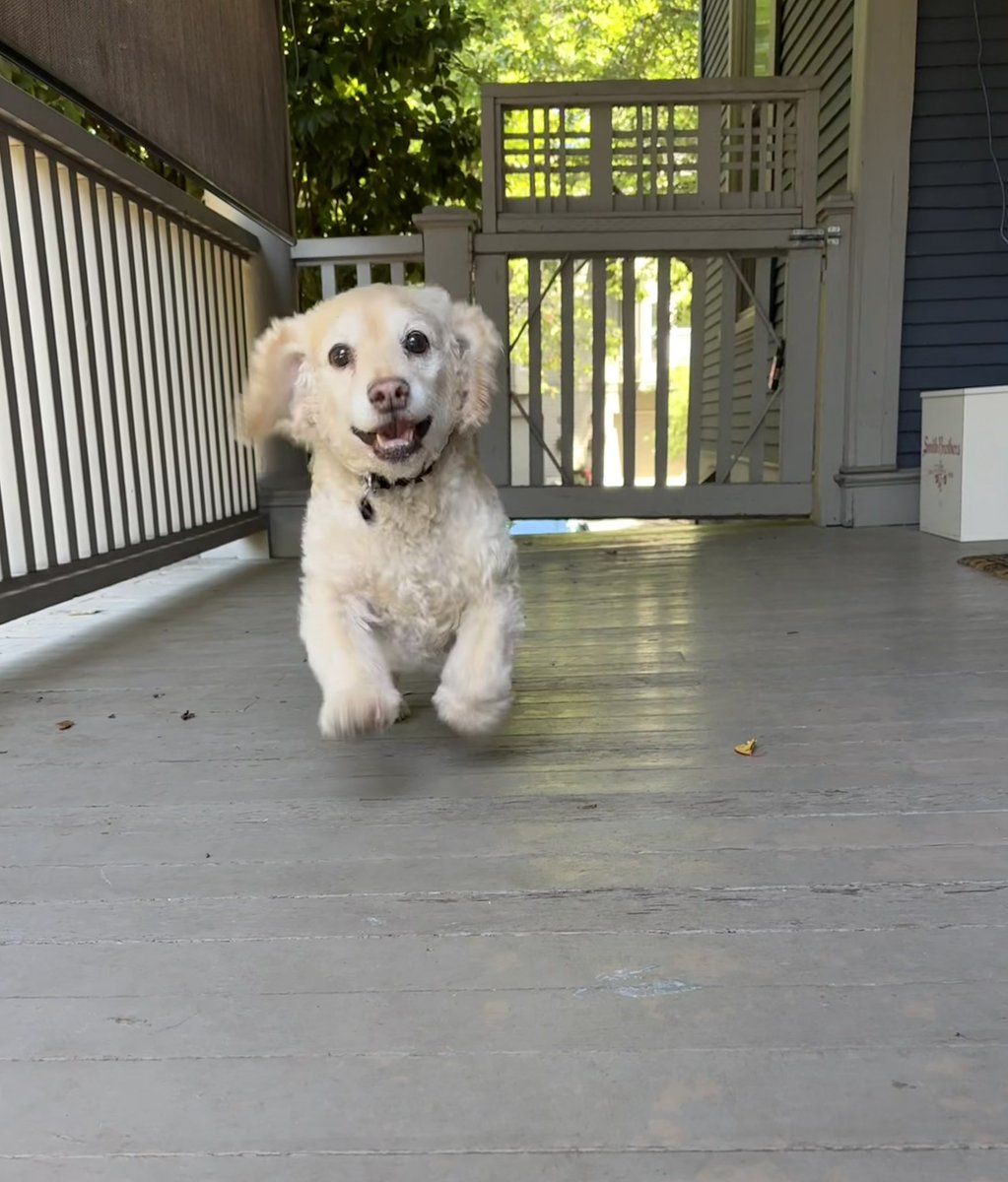 hello__caitlin's tweet image. I came home from the office a little early today and got a very warm welcome from Georgie ☺️