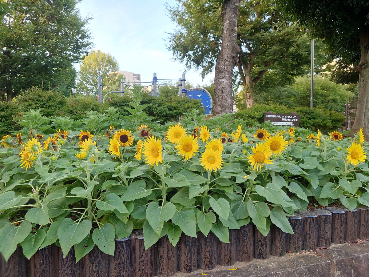 いよいよ梅雨明け。
南公園のひまわりも元気に咲いています！！