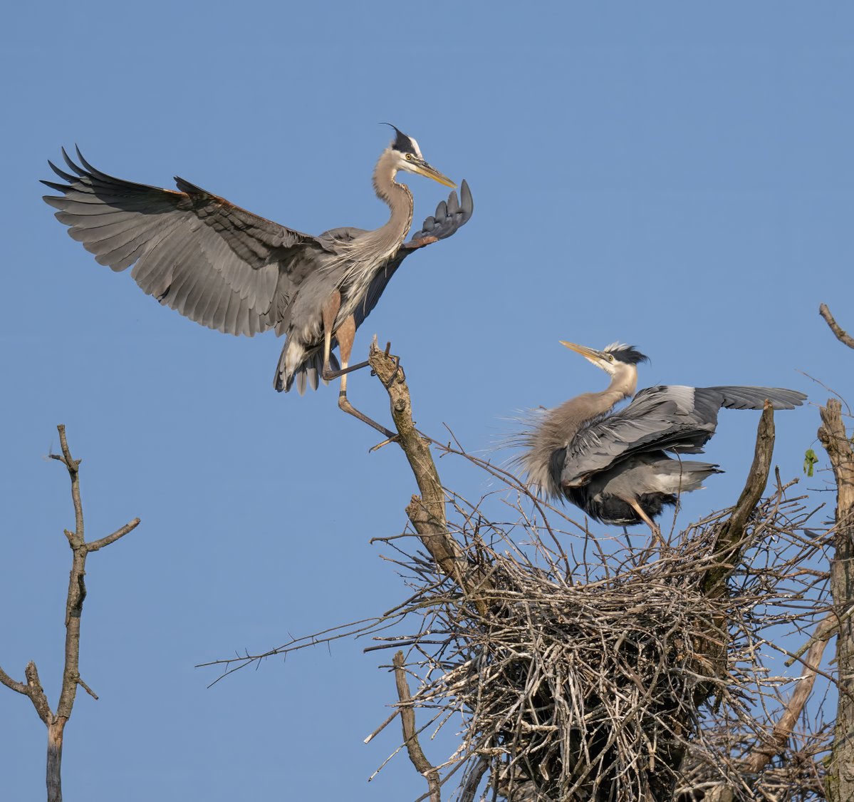 JocAPhotography's tweet image. A Great Blue Heron arriving home.