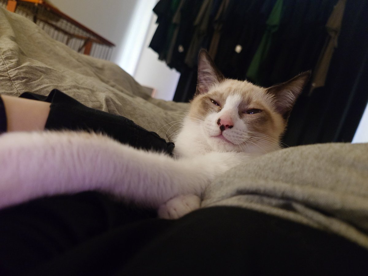 nm0073's tweet image. きなこはん
やっと一緒に寝てくれたァァ…