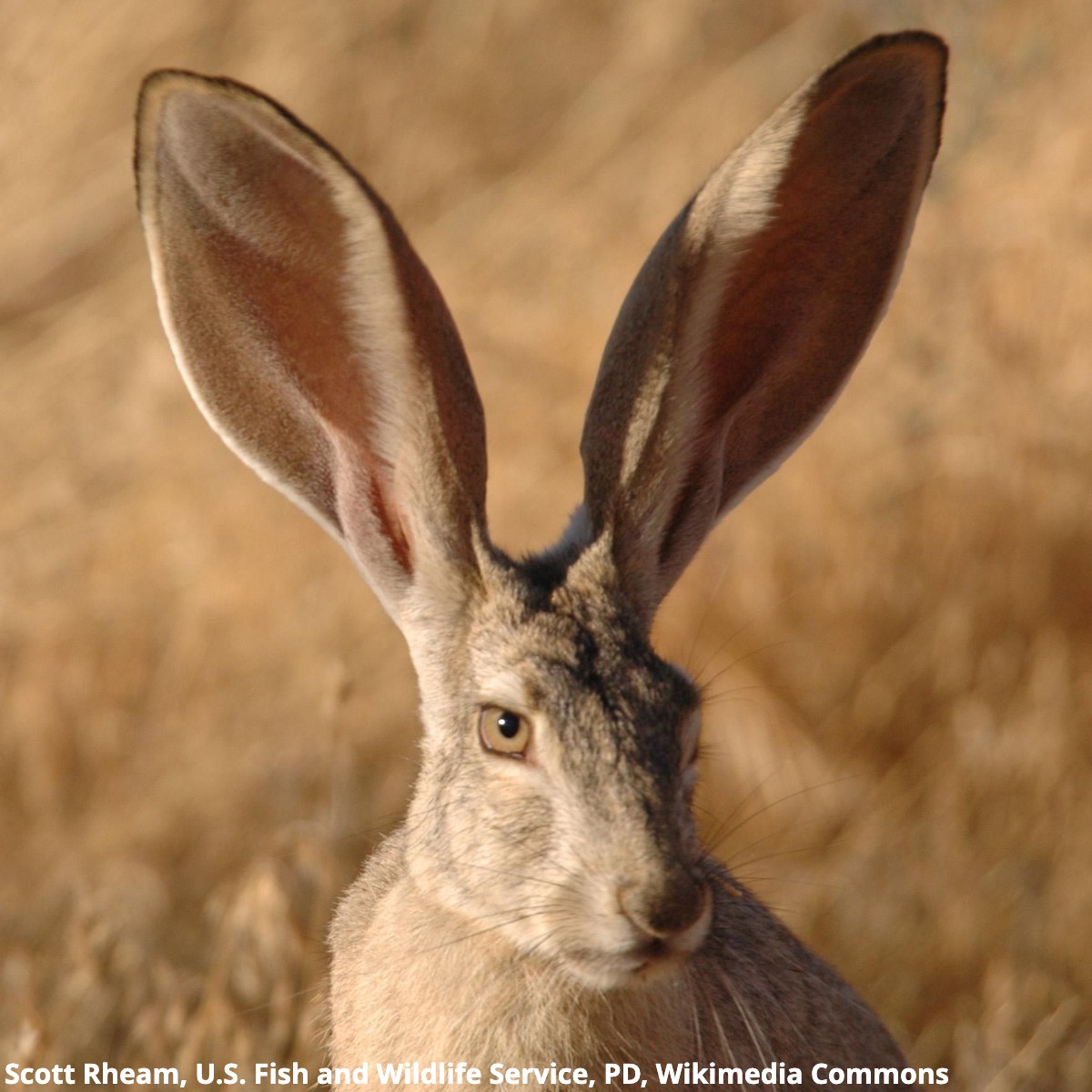 AMNH's tweet image. 👂 The magnificent ears of a black-tailed jackrabbit can measure 20 percent of the animal’s entire body length. If this ratio applied to humans, an average person's ears would be 13 in (33 cm) tall! Large ears release heat, helping this hare cool down in its arid habitat.