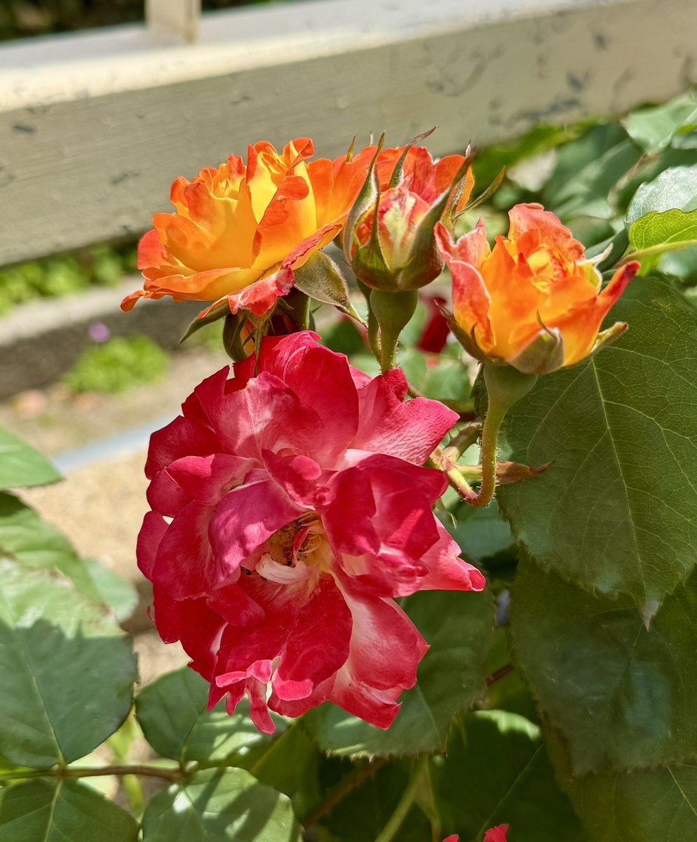 kenji821max's tweet image. おはようございます🍀

7月18日(金)

熱中症にお気をつけて
良い1日をお元気にお過ごし下さい🍉