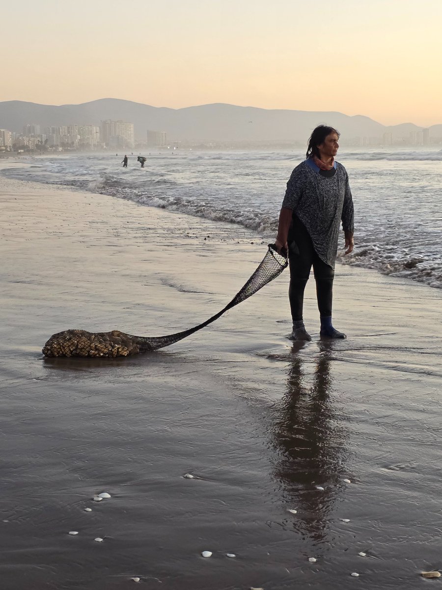 Coquimbo da un paso clave hacia la trazabilidad de la macha. Entra en vigencia el etiquetado obligatorio de origen para la comercialización de este importante recurso.

Cada malla debe contar con un código QR que garantiza su trazabilidad y legalidad.

+18 toneladas ya han sido