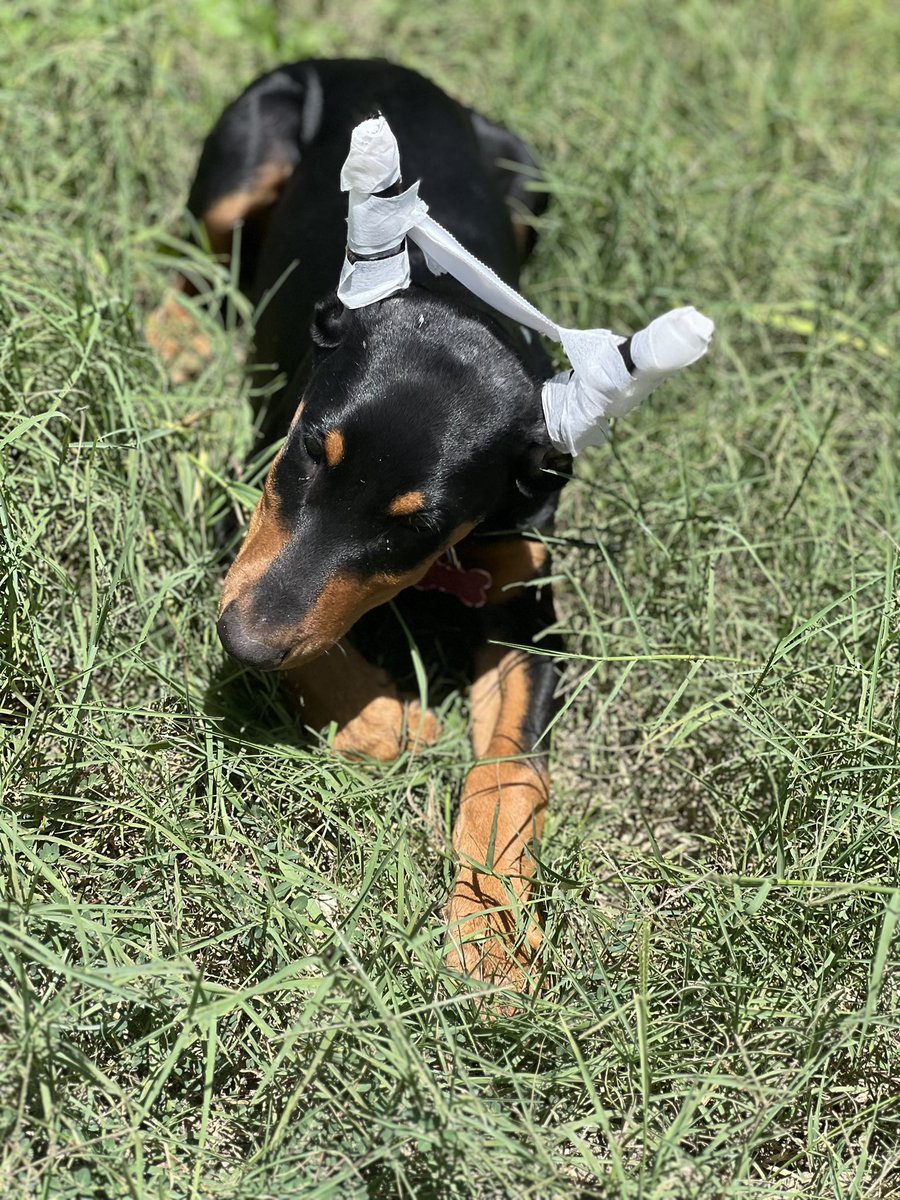 LndryPool's tweet image. Havoc got her ears posted today for the first time! 😀