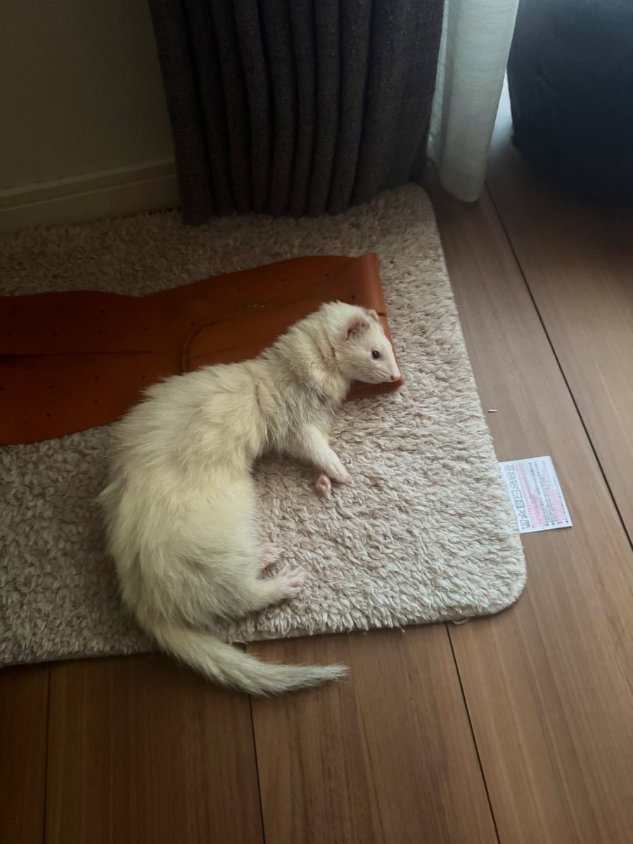kqnS6UtCss8e4G6's tweet image. 起きたら、テンちゃんがすぐ横で

ミルクを待ちくたびれて寝てました

すぐ作るからね〜　🥛