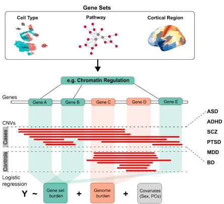 MarlaMendesA's tweet photo. 🚨 preprint alert!
Rare CNVs in >570k individuals across 6 psychiatric disorders reveal shared pathways but divergent effects by cell type, brain region &amp; gene dosage.

By @WorrawatEngchu1 et al
🔗 https://t.co/tOx1fwG2mH

#Genomics #CNVs #Psychiatry #Neurogenetics https://t.co/FQcWwzGuW8