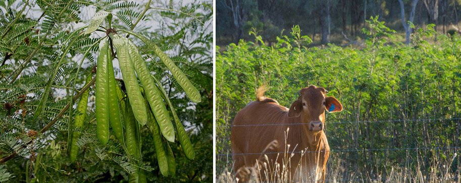 AppEnvMicro's tweet image. This new minireview in #AppEnvMicro highlights the ecological importance of Synergistota bacteria in reducing plant toxicity in ruminants
Read the full article: doi.org/10.1128/aem.00…