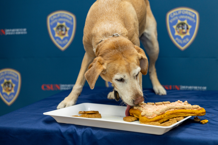 csunorthridge's tweet image. After years of service, K-9 Daisy, Sgt. Messmore and Sgt. Abney are retiring. Thank you for your dedication, leadership and care. Enjoy your well-earned retirement! #CSUN