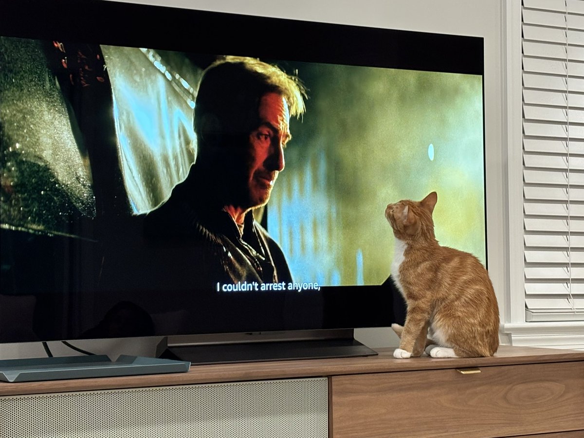 My cat is a <a href="/mrbobodenkirk/">Mr. Bob Odenkirk</a> fan.