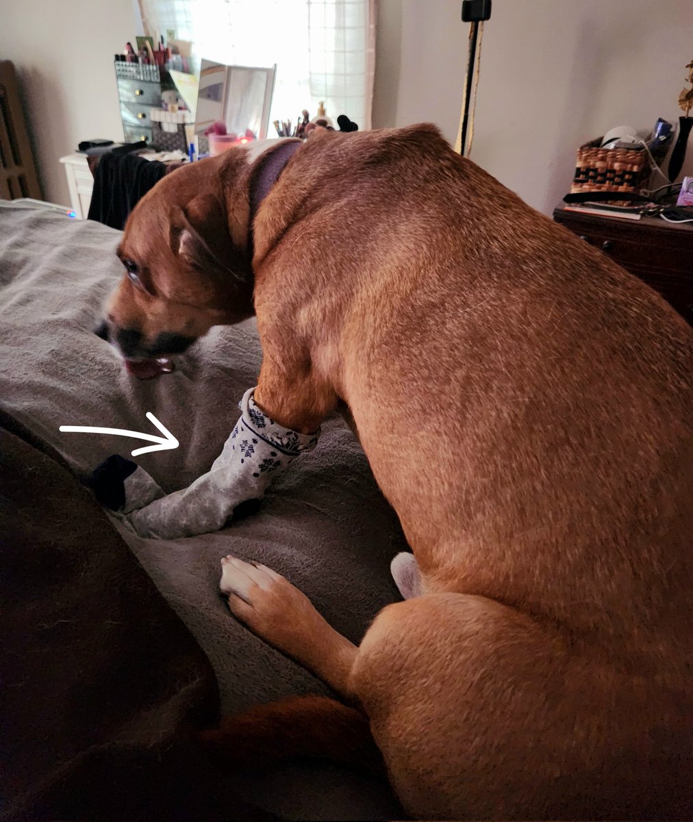 MagicalBuffet's tweet image. Did I think he'd pull if off? Yes. Did I think Sarah would pull it off of him? Sure. Did I think it would just casually fling off Koopa's paw? No, no I did not.
#koopathederp